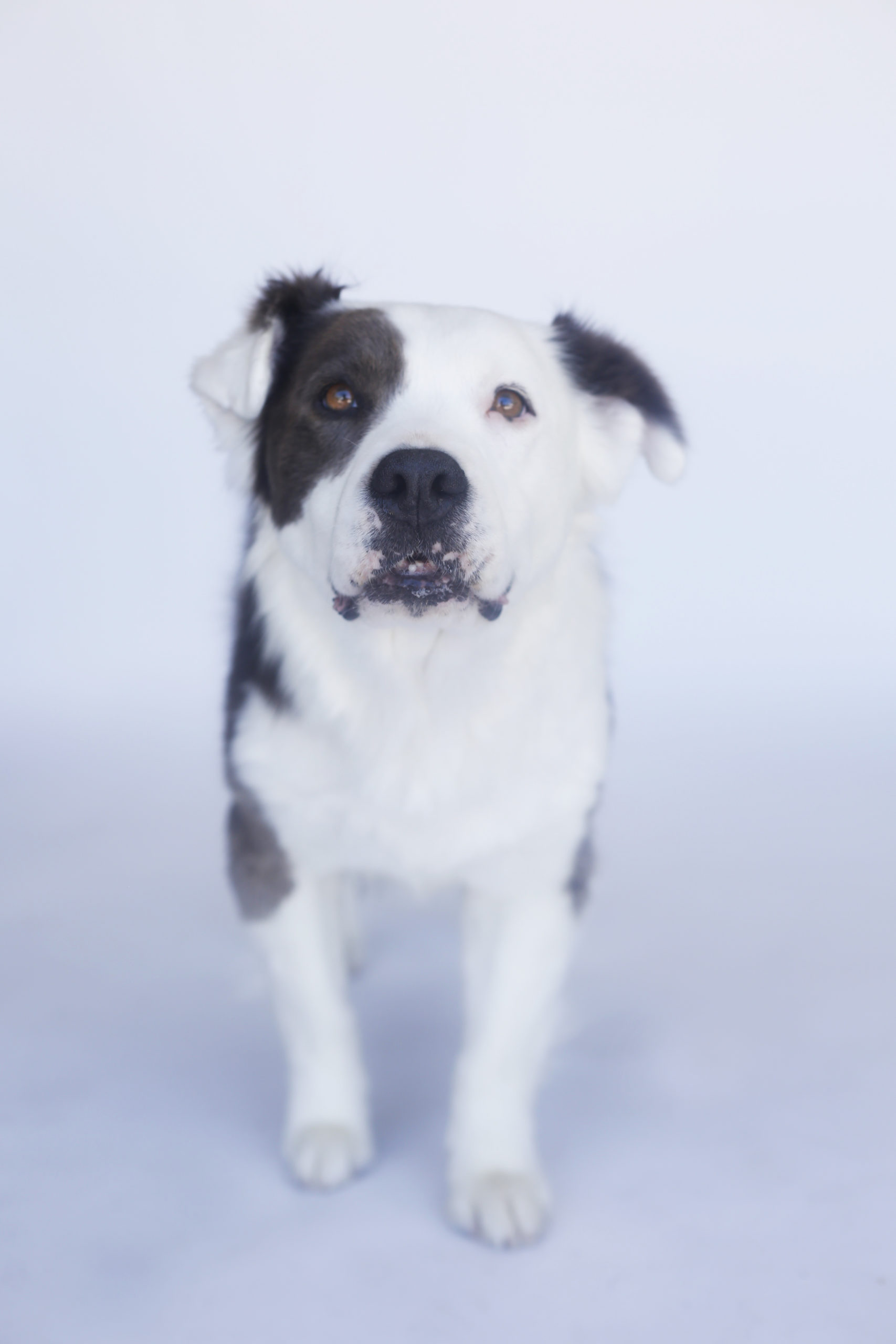 What Is The Dog From Little Rascals